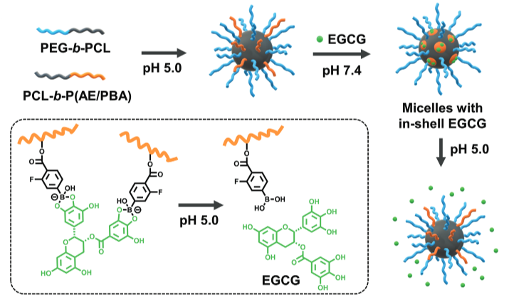Formation of mixed shell polymeric micelles by self-assembly of PEG-b-PCL and PCL-b-P(AE/ PBA) and subsequent cross-linking of EGCG in micellar shells