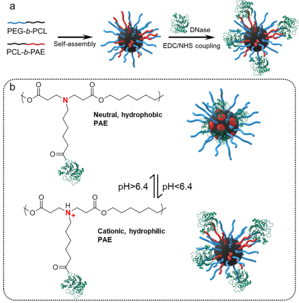 Synthesis of PEG/PAE-DNase micelles and their pH-responsiveness