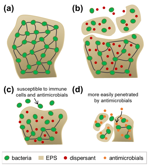 Sequential steps and consequences of biofilm dispersal.