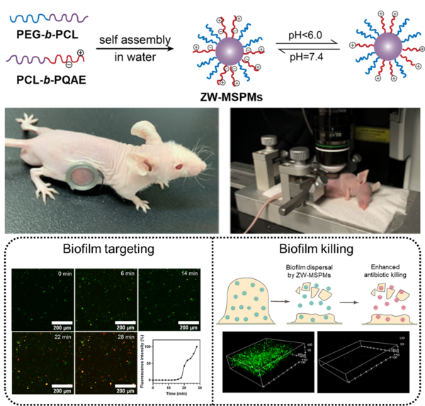 Micelles self-target to biofilms in vivo